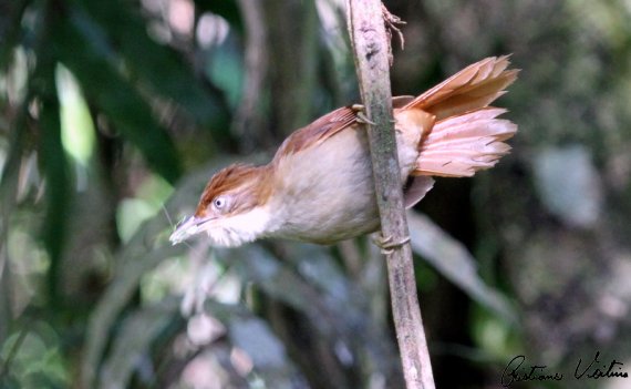 Barranqueiro-de-olho-branco em Itapema - SC