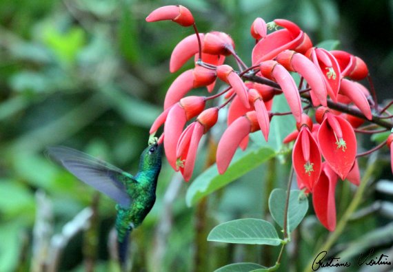 Beija-flor-besourinho-de-bico-vermelho em Laguna - SC