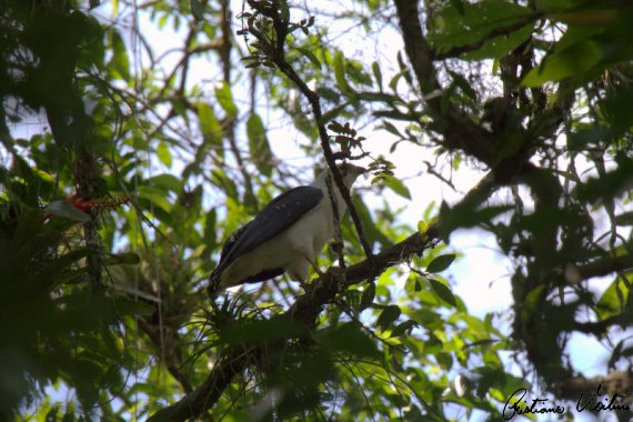 Gavião-pombo-grande em Brusque - SC