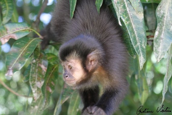 Sapajus nigritus (Macaco-prego-preto) - Museu do Cerrado