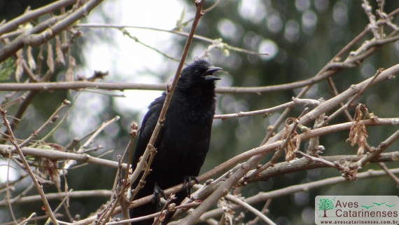 Pássaro-preto em Sao Joaquim - SC